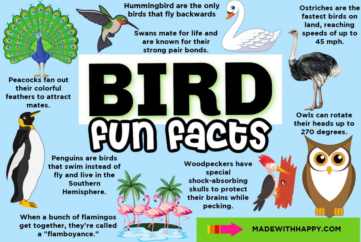 Bird Fun Facts