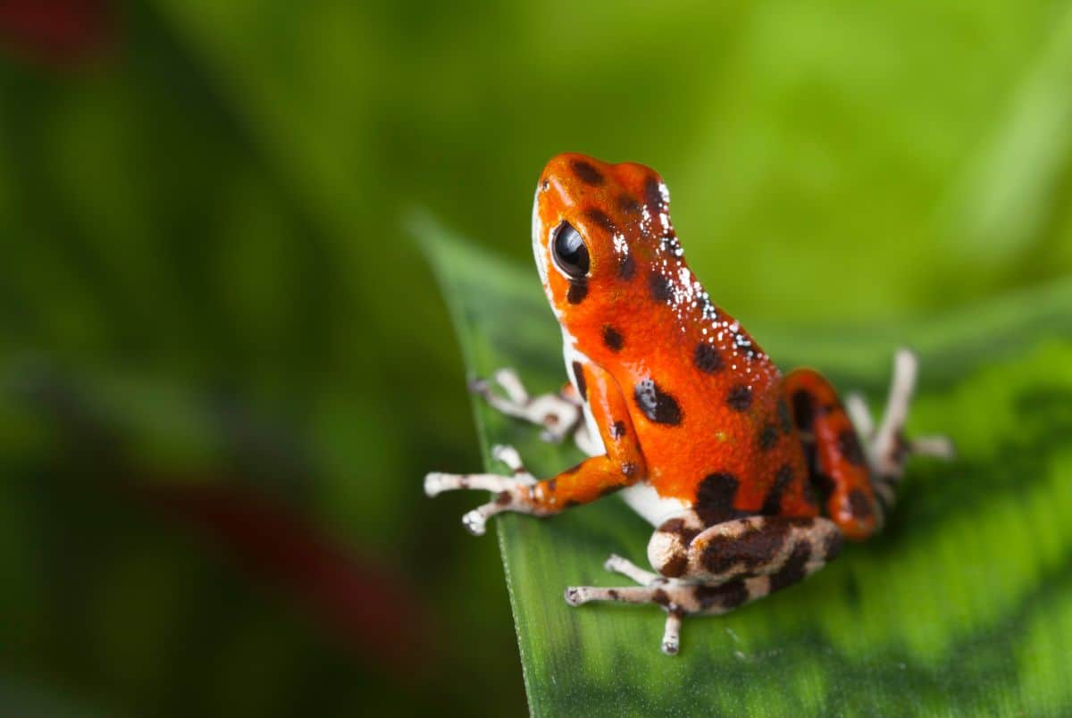 poison dart frog