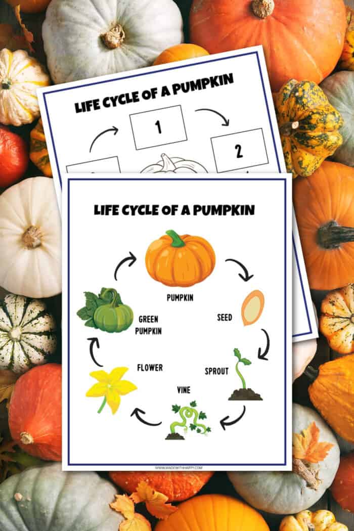 Free Pumpkin Life Cycle Worksheets Made With HAPPY