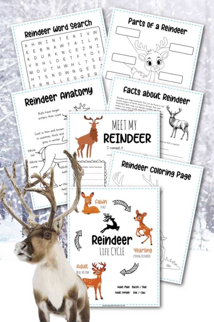35+ Reindeer Facts For Kids - Free Printables - Made with HAPPY