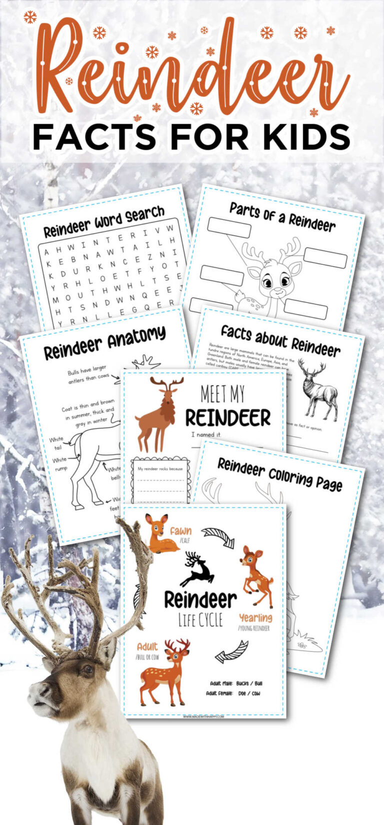 35+ Reindeer Facts For Kids - Free Printables - Made with HAPPY