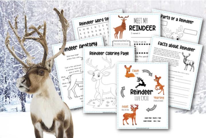 35+ Reindeer Facts For Kids - Free Printables - Made with HAPPY