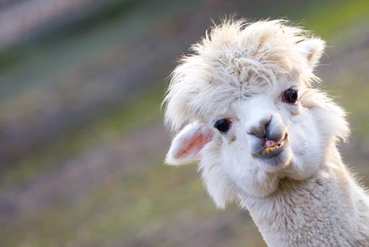 alpaca face