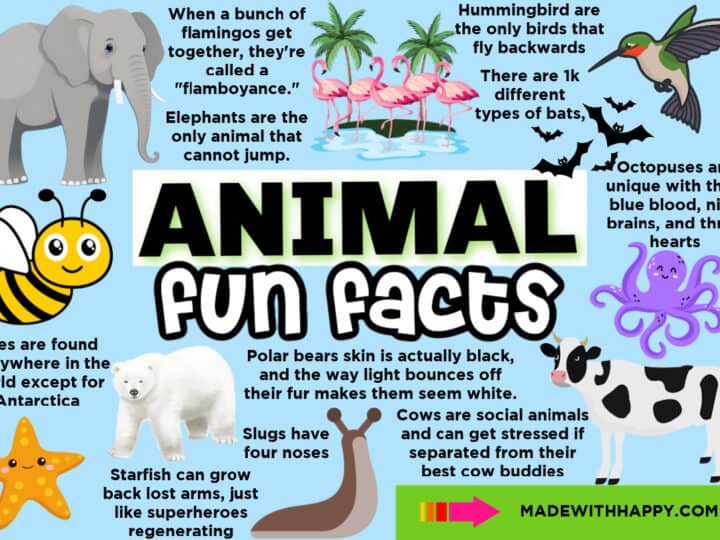 animal facts