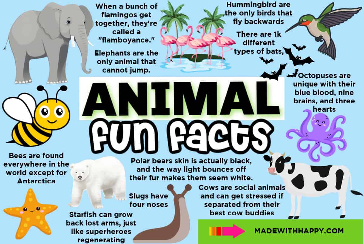 animal facts