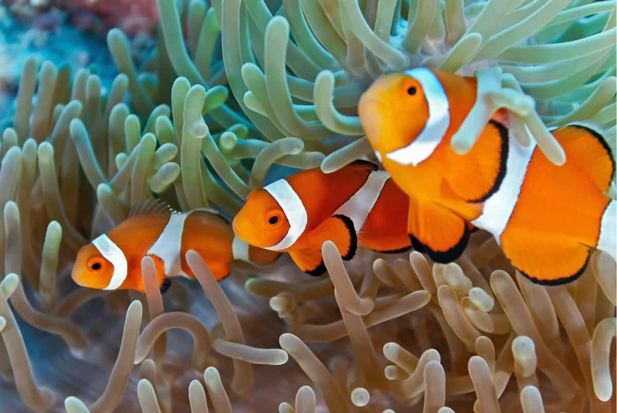 clownfish