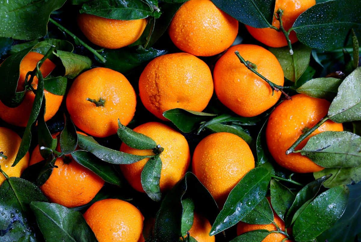 facts about oranges