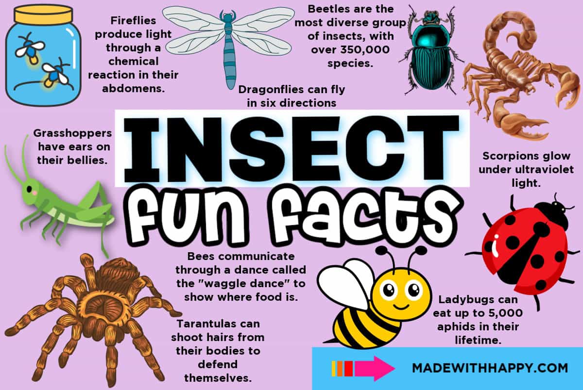 insect fun facts