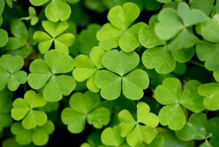 St. Patrick's Day Fun Facts For Kids Made with HAPPY