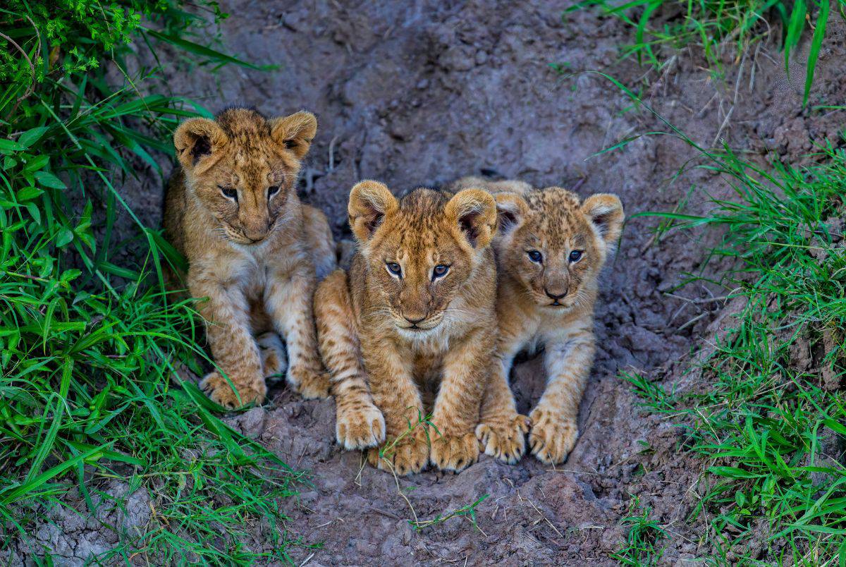 lion cubs