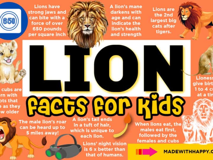 lion facts for kids