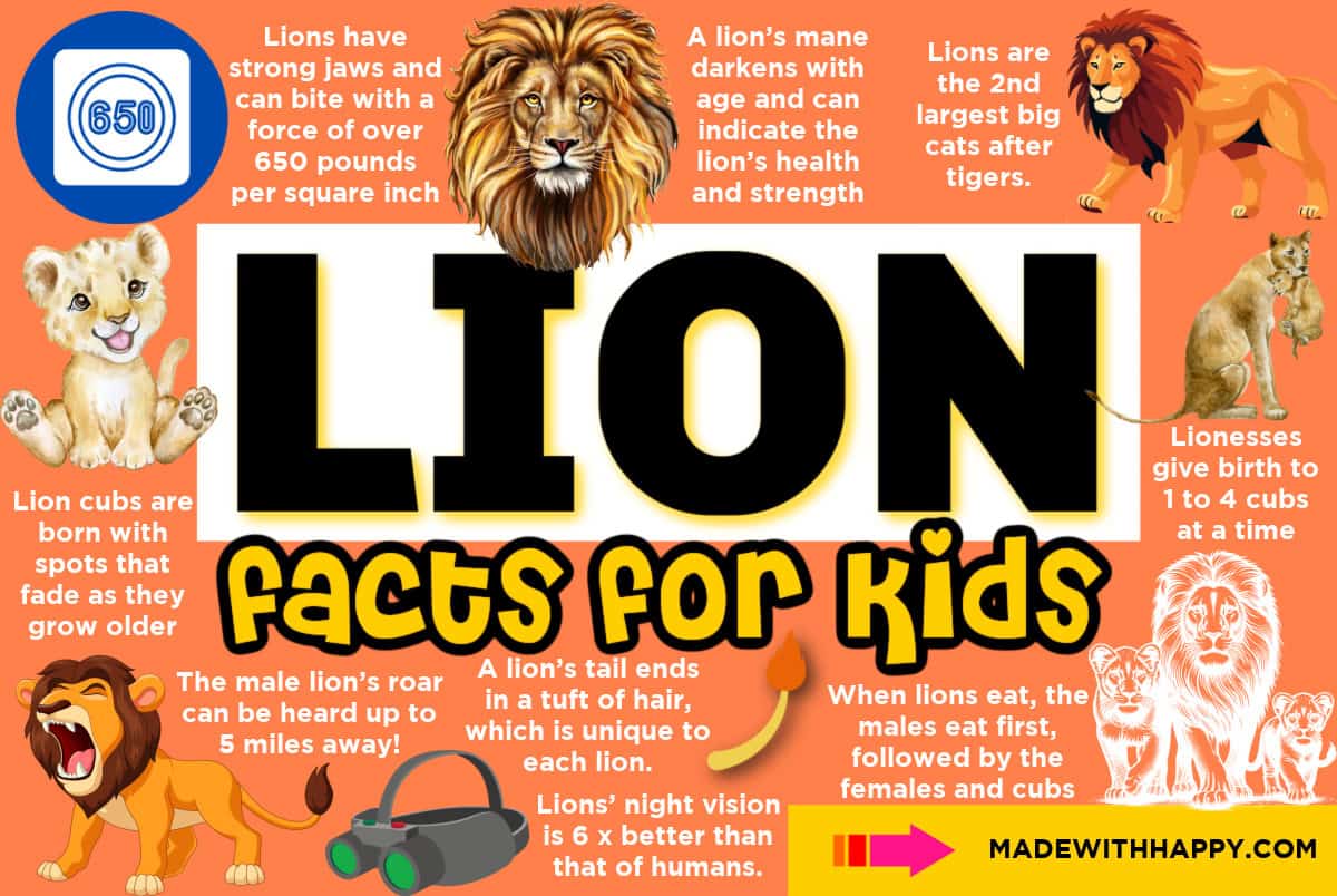 lion facts for kids