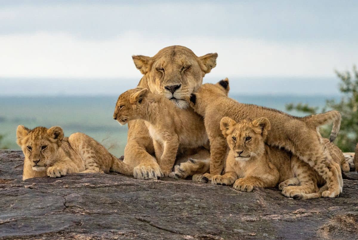 lioness and cubs