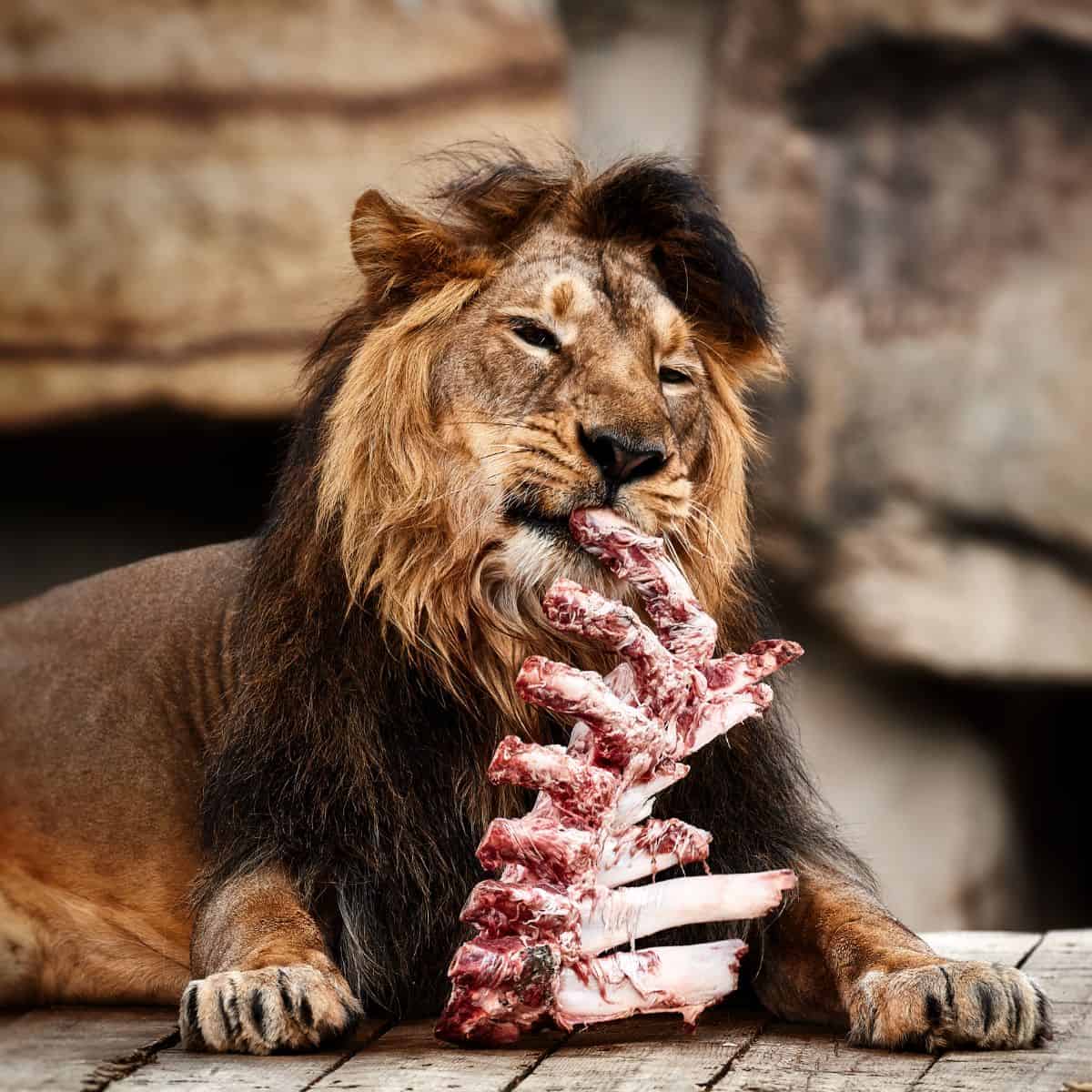 lion eating