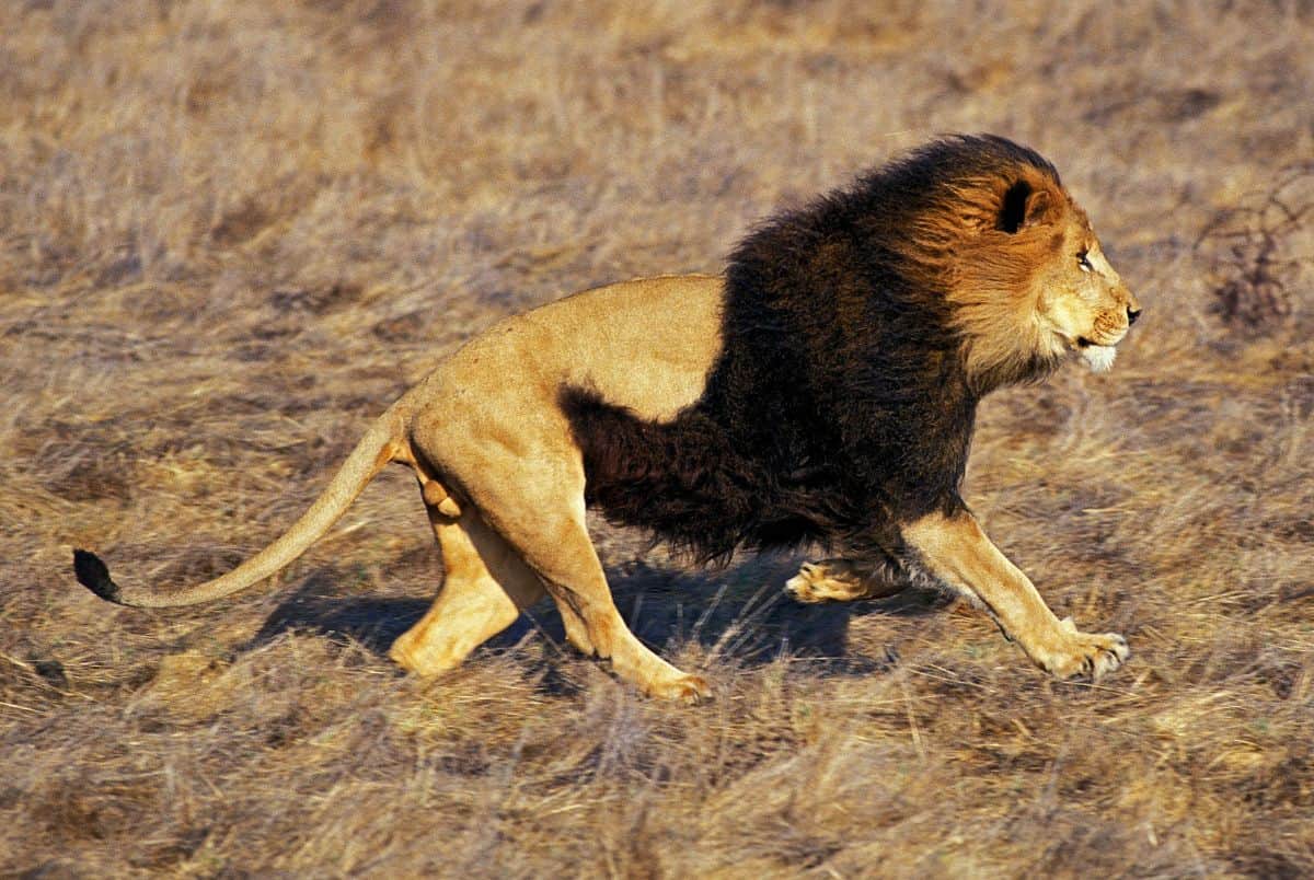 lions running