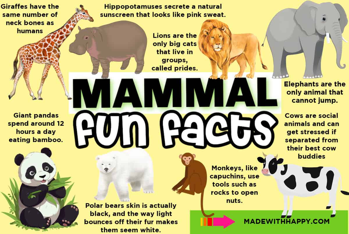 mammal facts