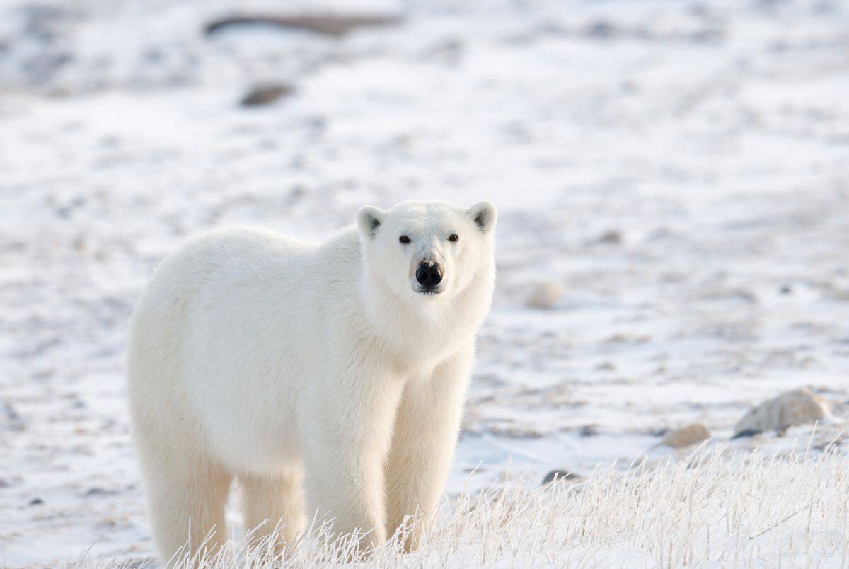 polar bear week