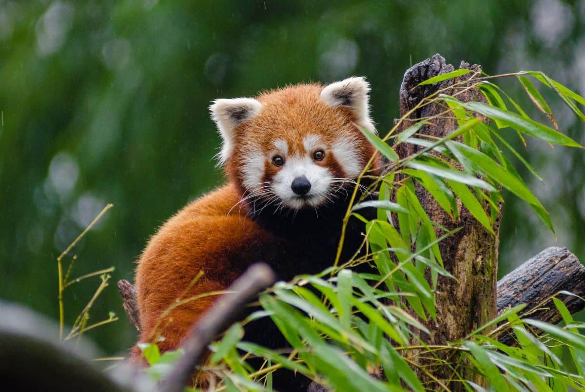 red panda