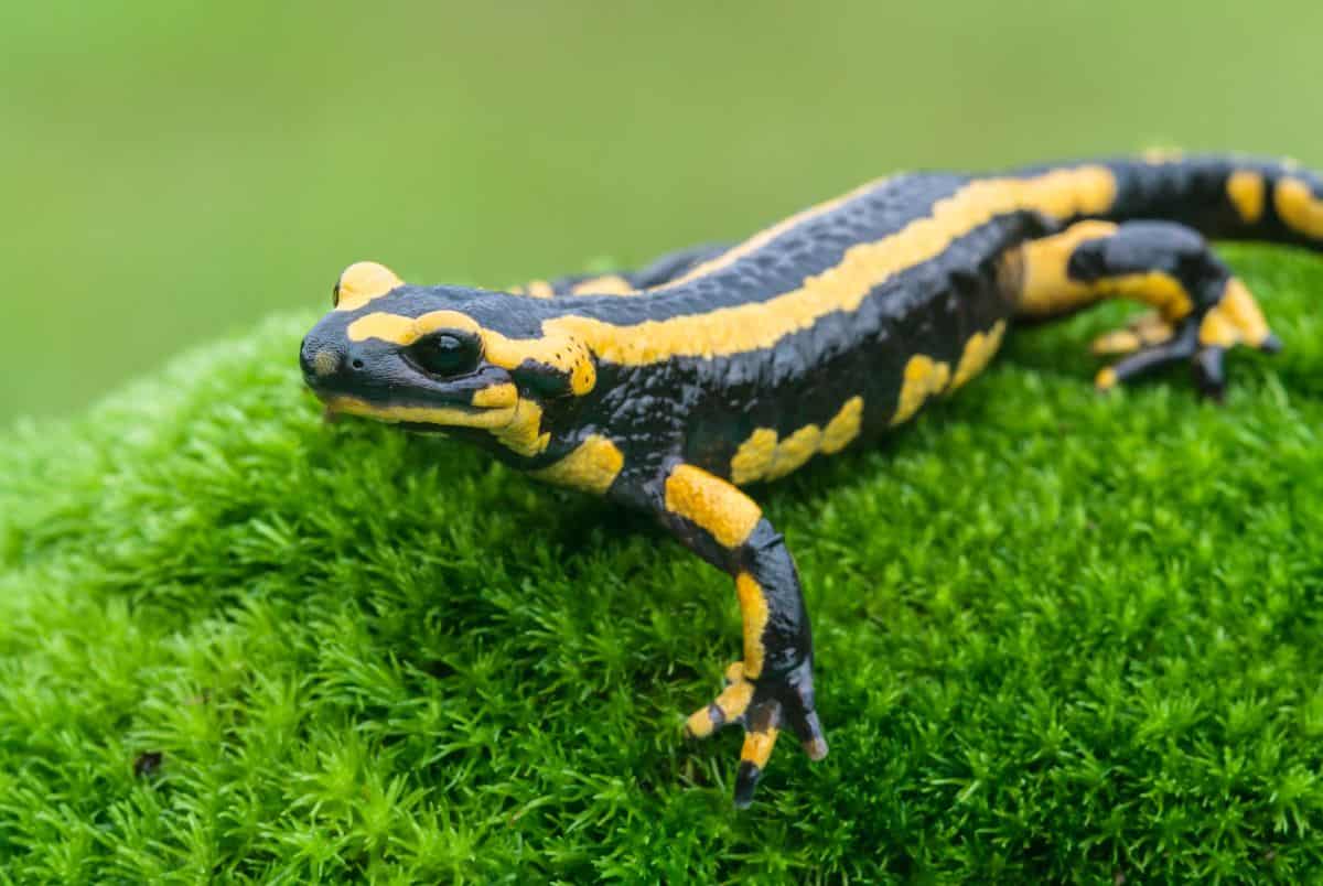 salamander facts