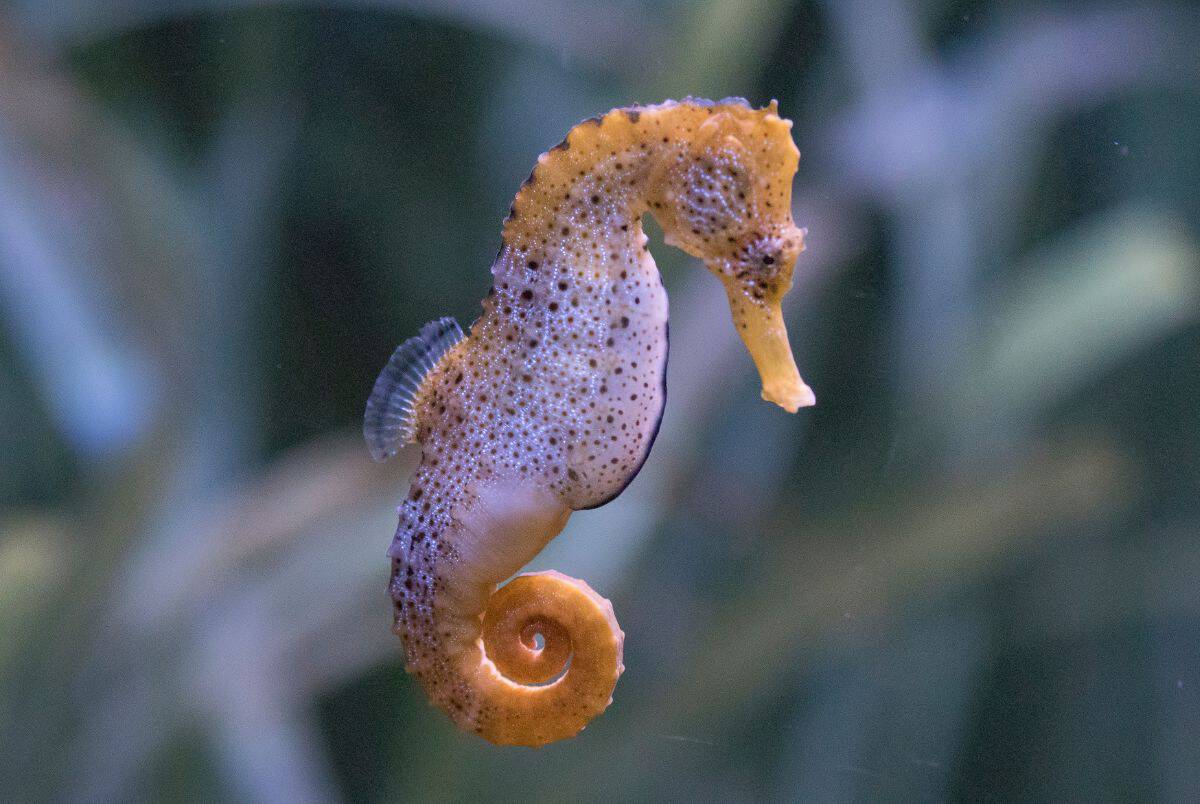 seahorses