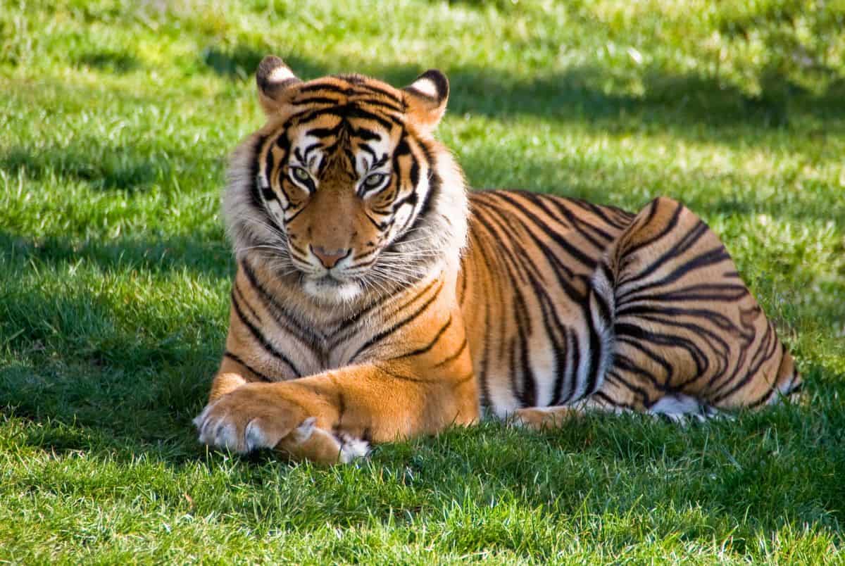 tiger fun facts for kids