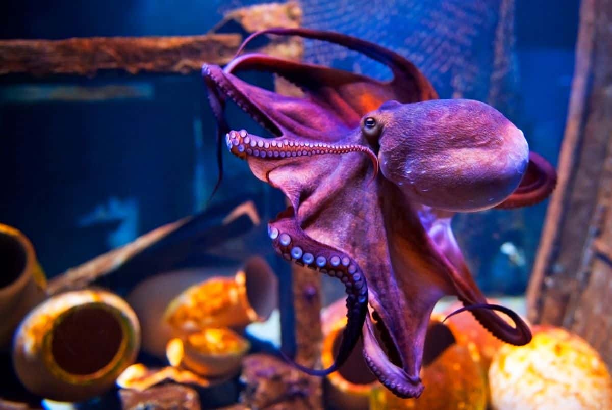 world octopus day